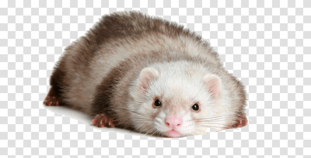 Ferret, Animals, Rat, Rodent, Mammal Transparent Png