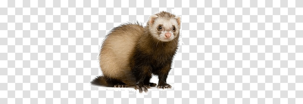 Ferret, Animals, Rat, Rodent, Mammal Transparent Png