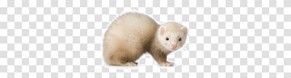 Ferret, Animals, Rat, Rodent, Mammal Transparent Png