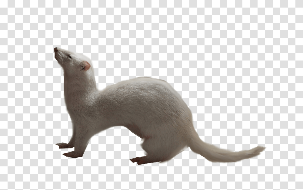 Ferret, Animals, Weasel, Wildlife, Mammal Transparent Png