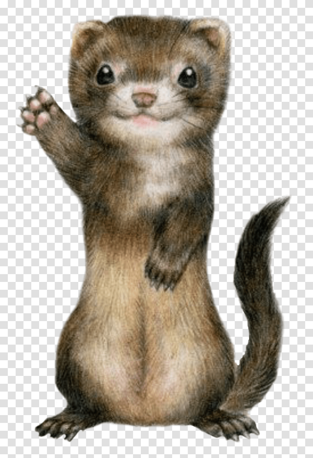Ferret Cute Freetoedit Ferret Kawaii, Standing, Mammal, Animal, Wildlife Transparent Png