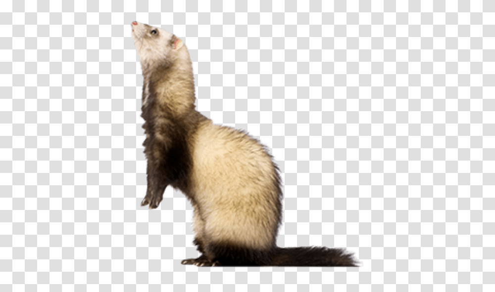 Ferret Dlpngcom Ferrets, Mammal, Animal, Cat, Pet Transparent Png