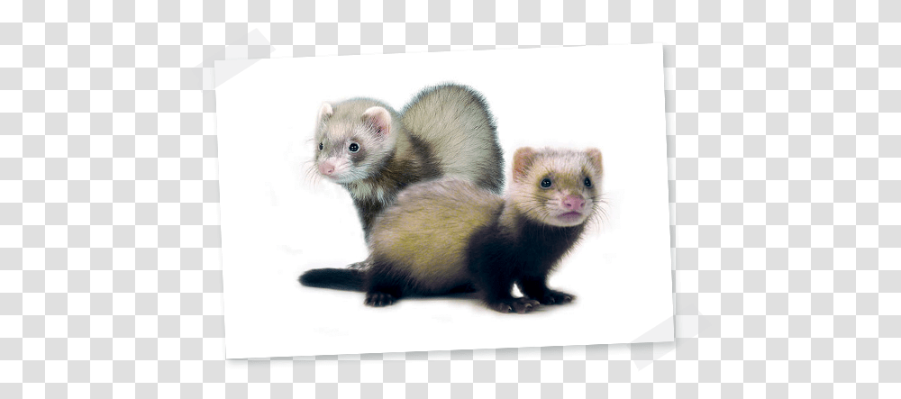 Ferret Hamiform Ferret, Mammal, Animal, Rat, Rodent Transparent Png