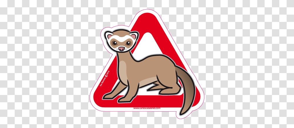 Ferret, Mammal, Animal, Wildlife, Kangaroo Transparent Png