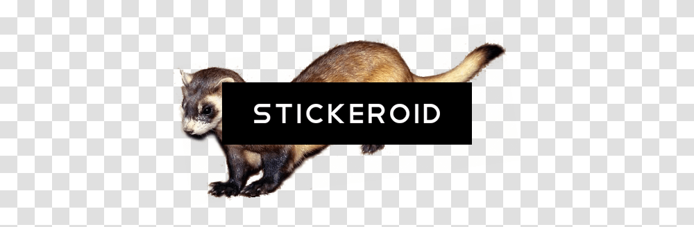 Ferret, Mammal, Animal, Wildlife, Weasel Transparent Png