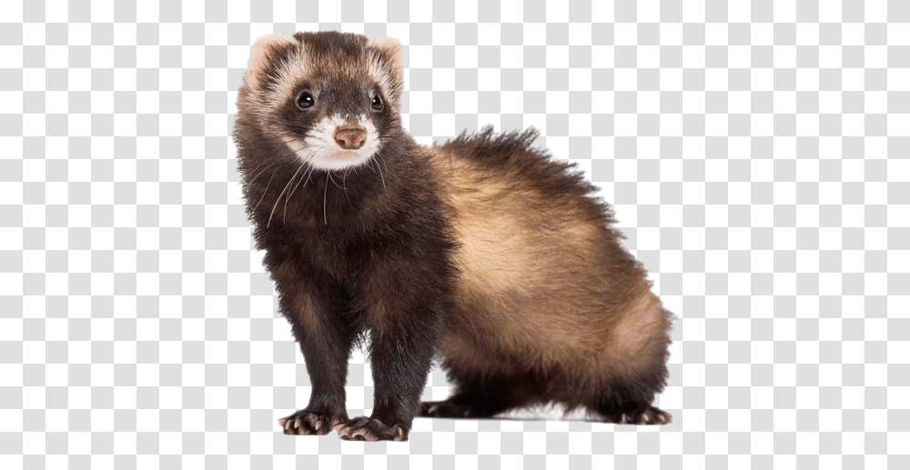 Ferret Pet, Mammal, Animal, Rat, Rodent Transparent Png