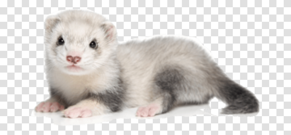 Ferret Picture White And Gray Ferret, Mammal, Animal, Cat, Pet Transparent Png