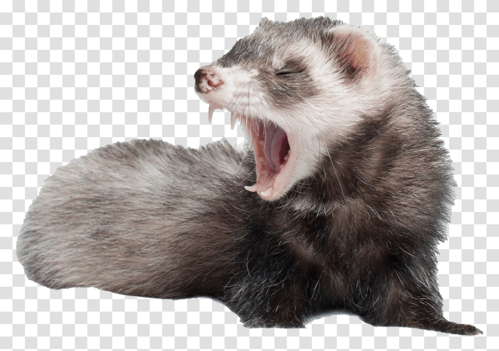 Ferret Screaming, Mammal, Animal, Rat, Rodent Transparent Png