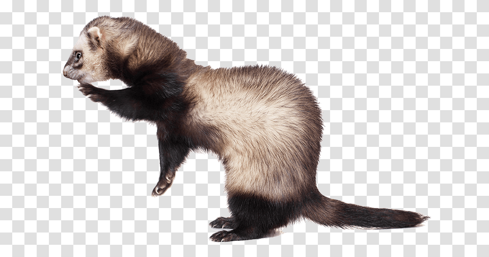 Ferret Sea Otter, Mammal, Animal, Bear, Wildlife Transparent Png