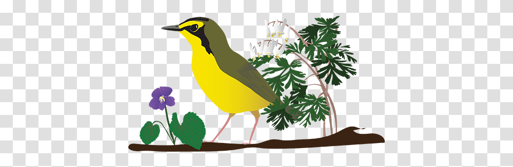 Festival Of Birds Welcome Birders Yellow Bird In Tree, Animal, Canary, Finch Transparent Png