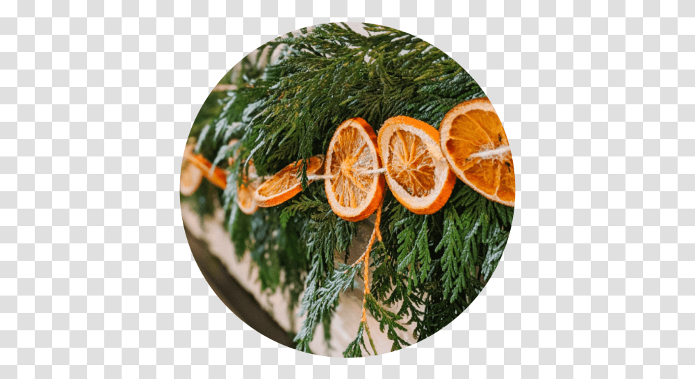 Festive Holiday Decor How To Make A Citrus Cedar Garland, Plant, Orange, Citrus Fruit, Food Transparent Png