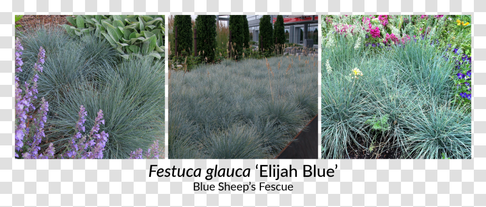 Festuca Glauca Elijah Blue Plugs, Collage, Poster, Advertisement, Plant Transparent Png