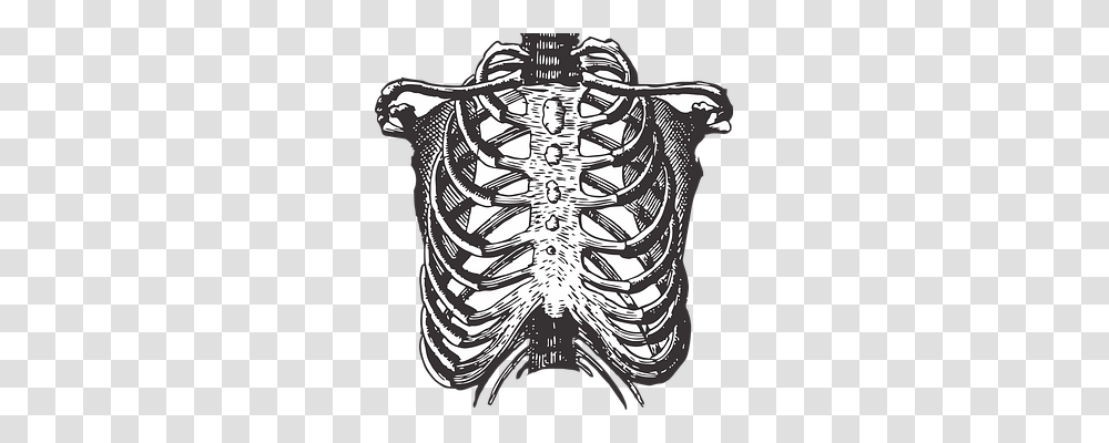 Fetus Ribs Technology, Torso, X-Ray, Ct Scan Transparent Png