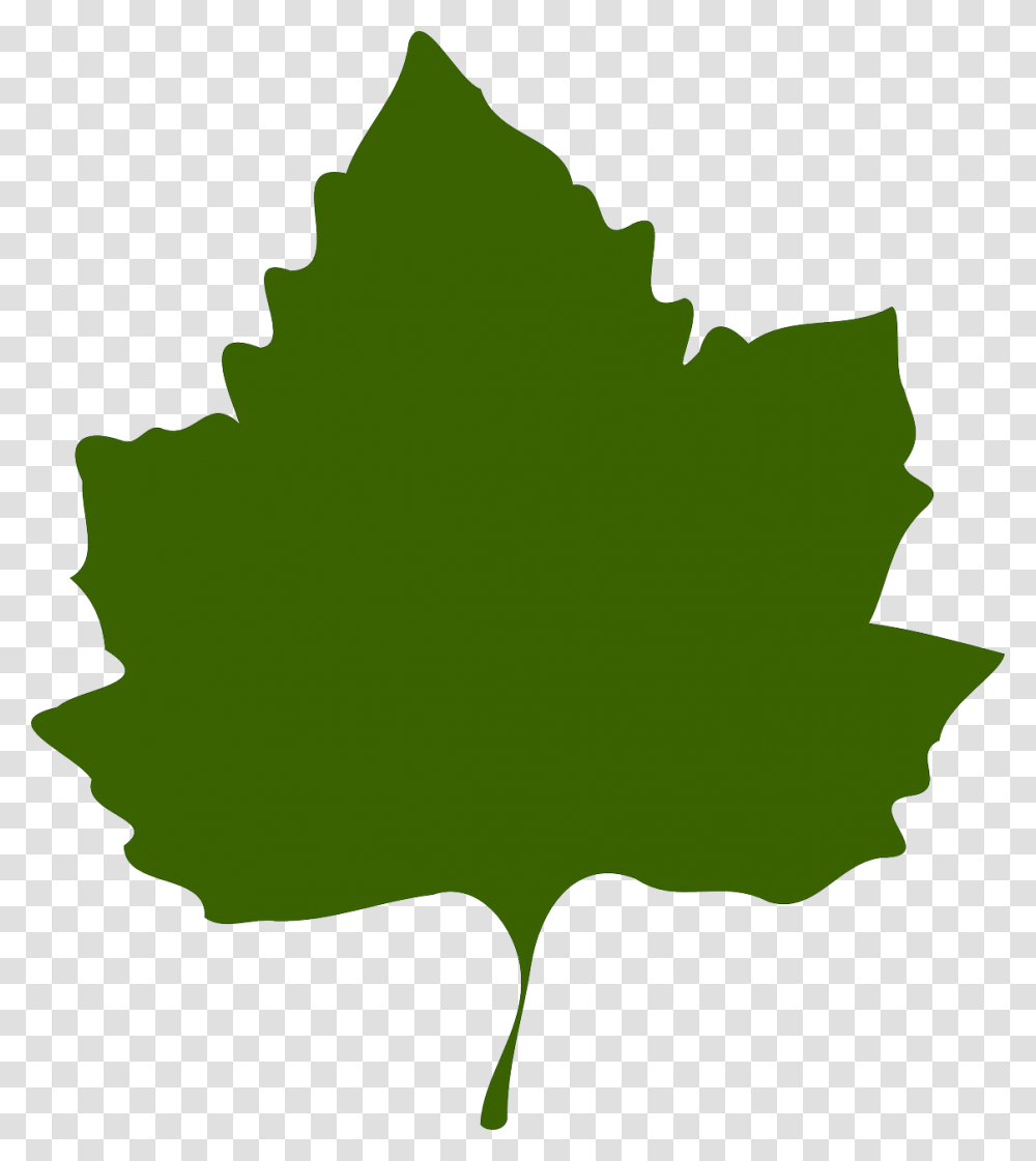 Feuille De Vigne Vectoriel, Leaf, Plant, Tree, Maple Leaf Transparent Png