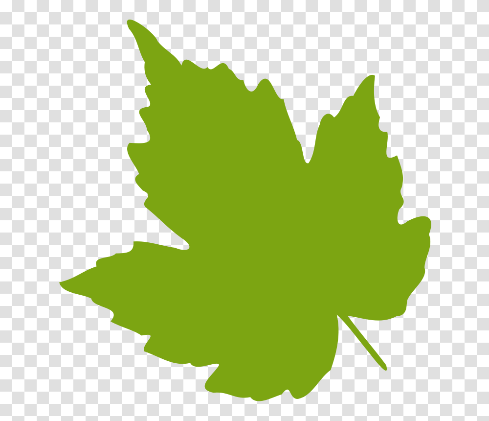 Feuille Leaf, Nature, Plant, Maple Leaf, Tree Transparent Png
