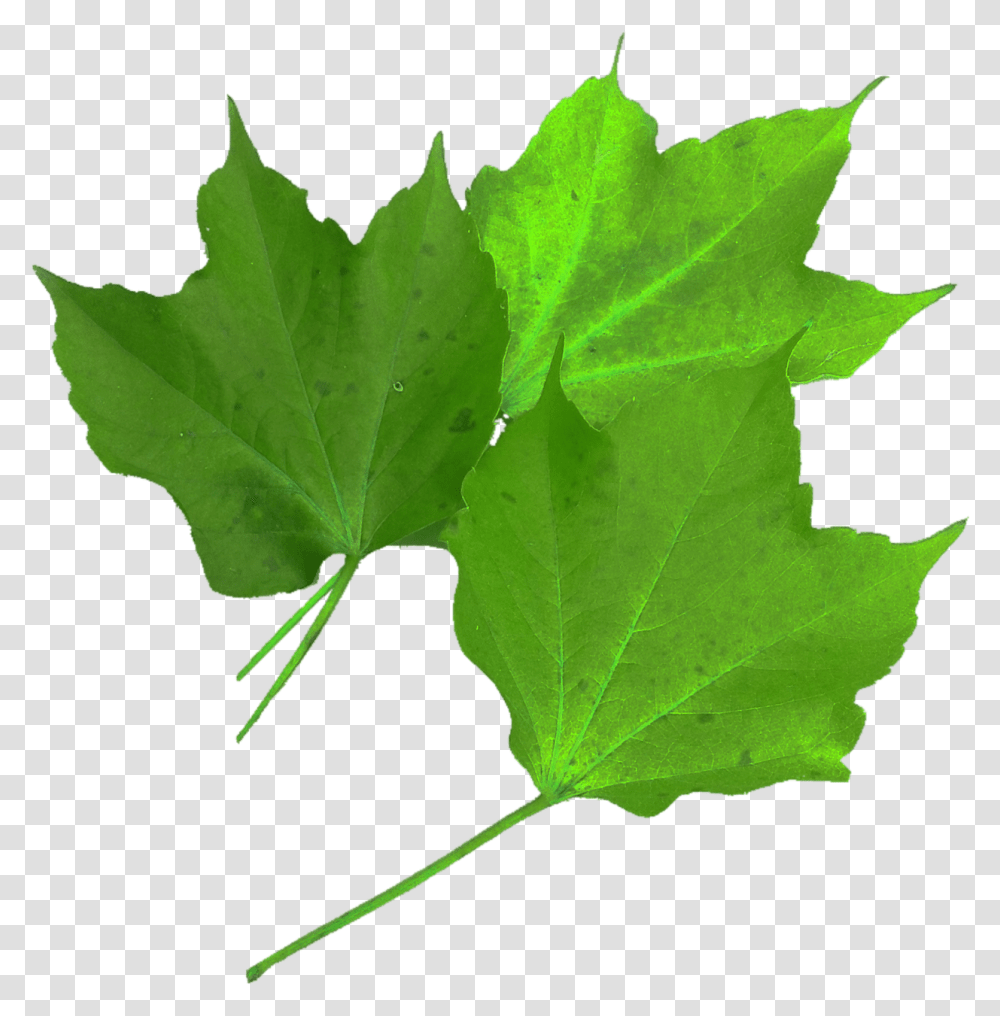 Feuille Rouge D Automne, Leaf, Plant, Maple Leaf, Tree Transparent Png