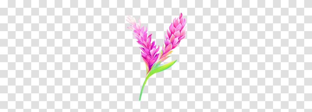 Fi Ji Ginger Eljap, Plant, Flower, Blossom, Grass Transparent Png