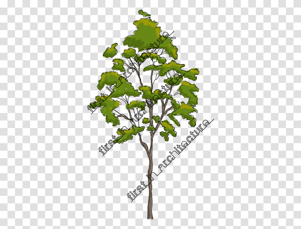 Fia Trees Elevation Gambel Oak, Plant, Leaf, Tree Trunk, Sycamore Transparent Png