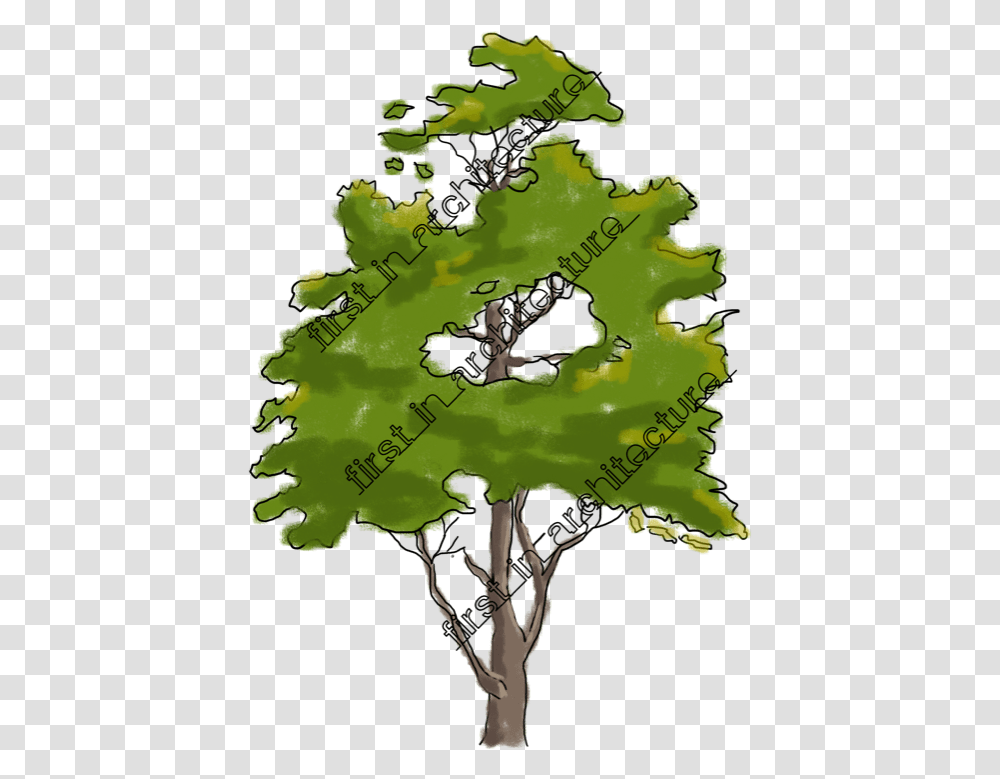 Fia Trees Elevation Tree In Elevation For Photoshop, Plant, Leaf, Map, Diagram Transparent Png