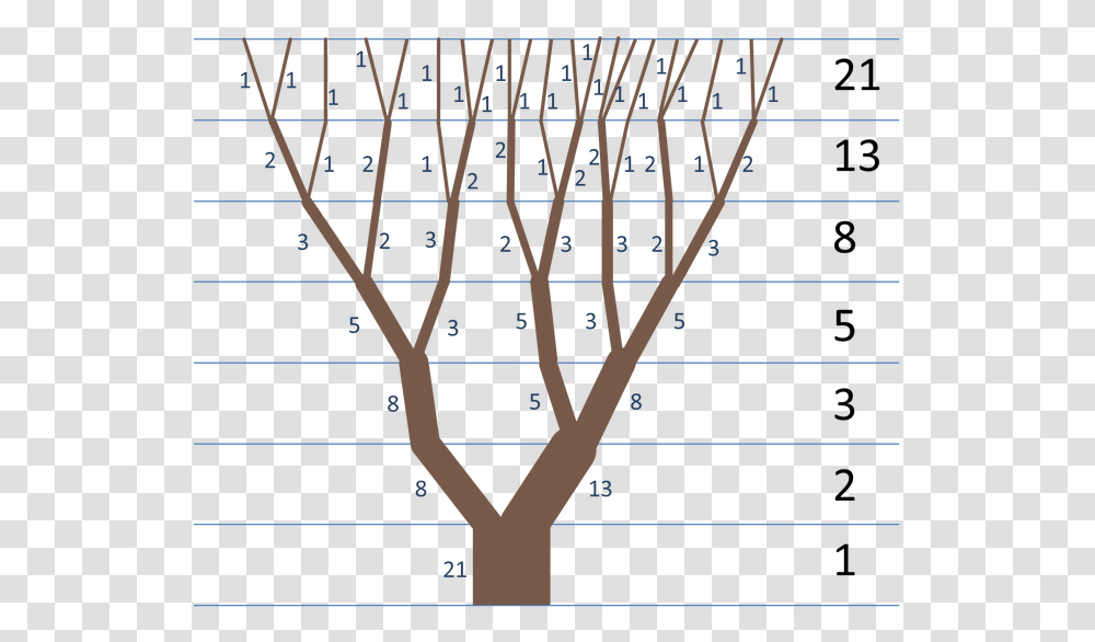 Fibonacci Sequence Examples, Bow, Plant, Tree Transparent Png