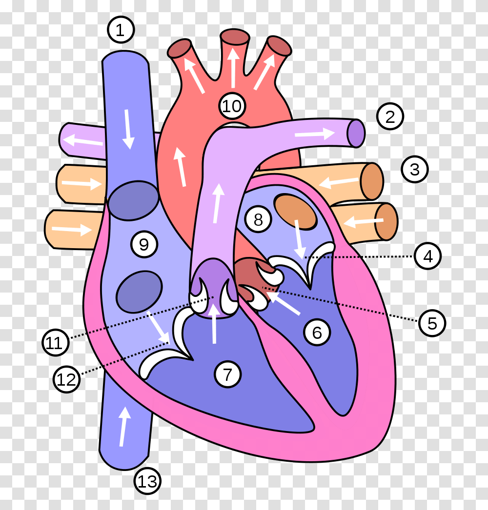Ficheirocoracaopng Wikicincias Diagram Of The Heart, Graphics, Text, Washing, Number Transparent Png