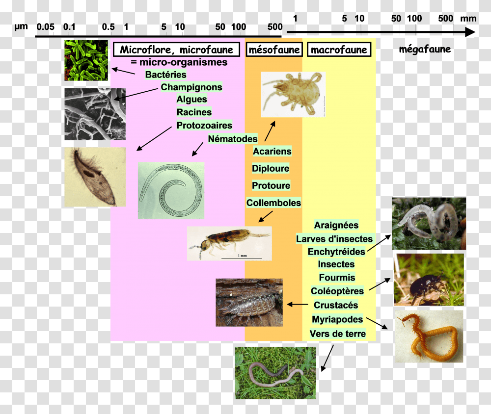Fichierorganismes Du Solpng - Wikipdia Pest Transparent Png