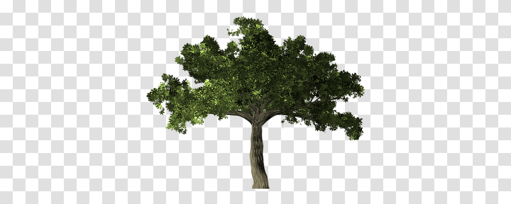 Ficus Nature, Tree, Plant, Cross Transparent Png