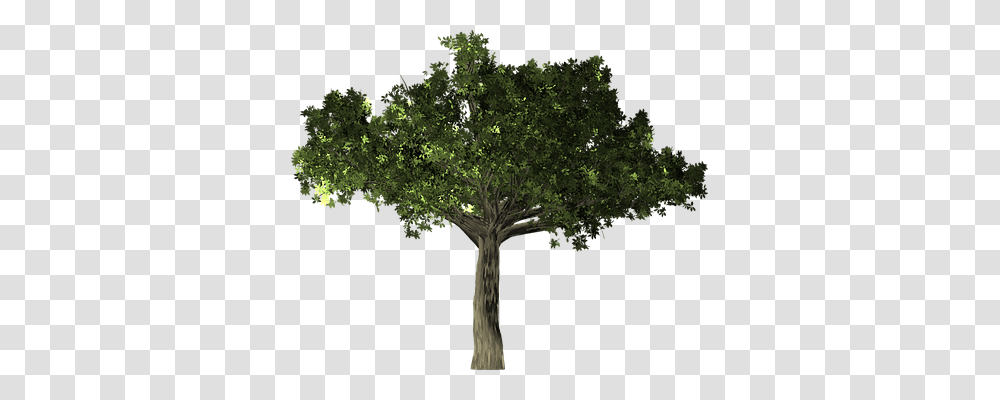 Ficus Nature, Tree, Plant, Oak Transparent Png