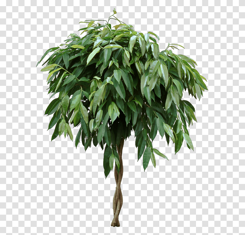 Ficus Amstel King Ficus, Plant, Tree, Leaf, Willow Transparent Png