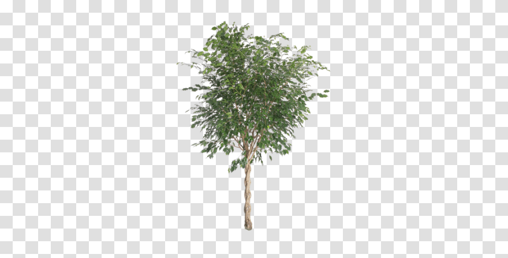 Ficus Benjamina River Birch, Tree, Plant, Conifer, Root Transparent Png