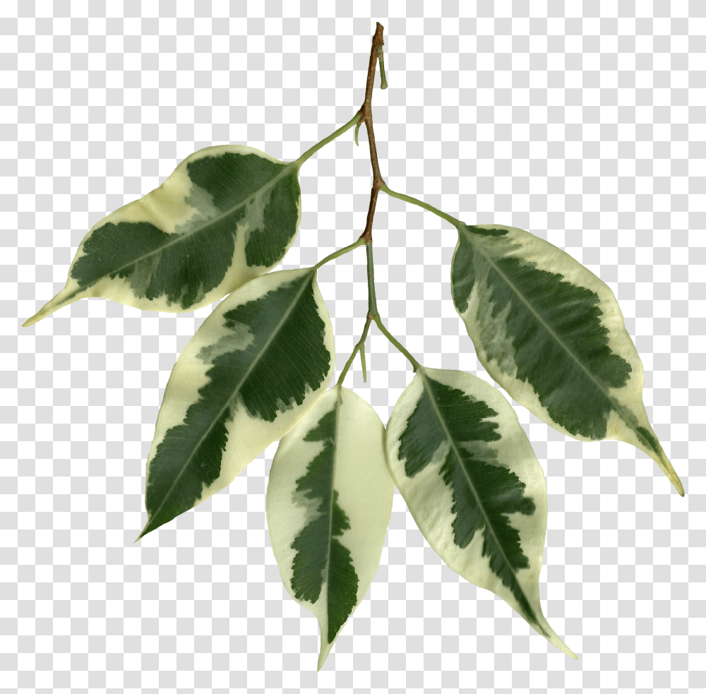 Ficus Benjamina Scanned Leaves Fig Leaves, Leaf, Plant, Tree, Annonaceae Transparent Png