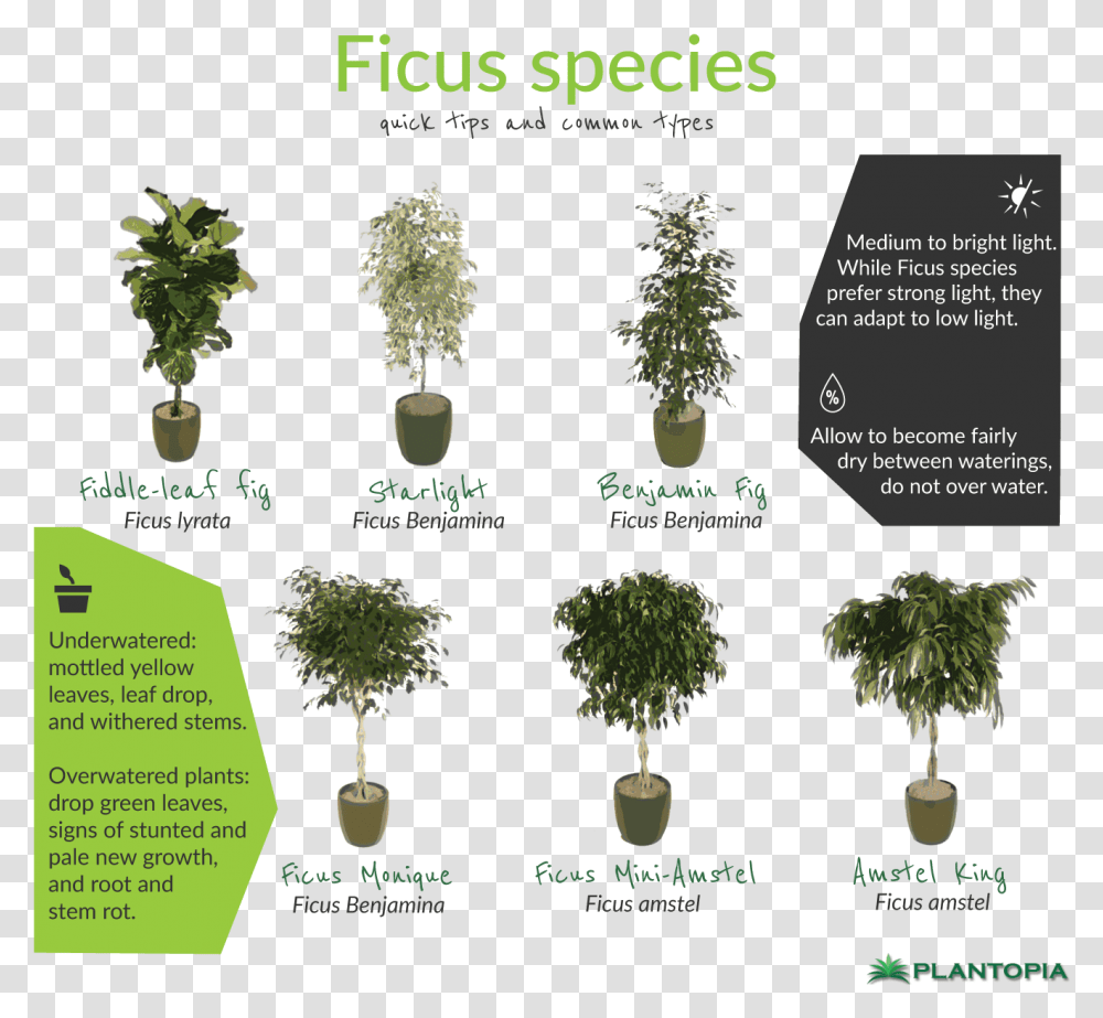 Ficus Facts And Care Bonsai, Vegetation, Plant, Bush, Woodland Transparent Png