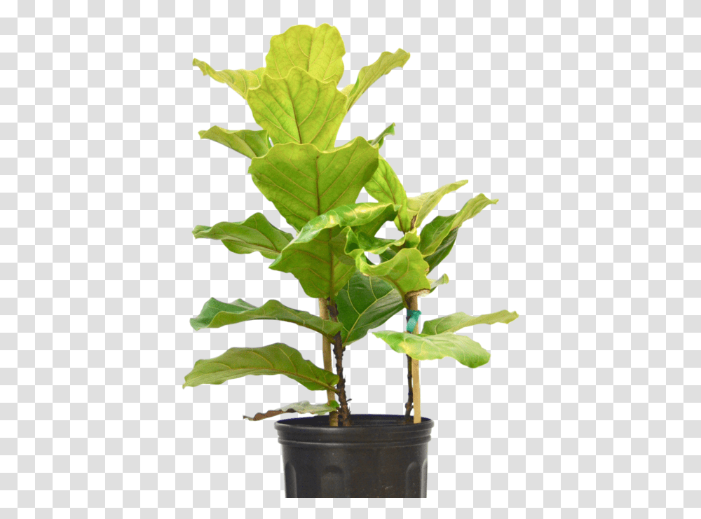 Ficus Lyrata Fiddle Leaf Fig Flowerpot, Plant, Blossom, Tree, Vegetable Transparent Png