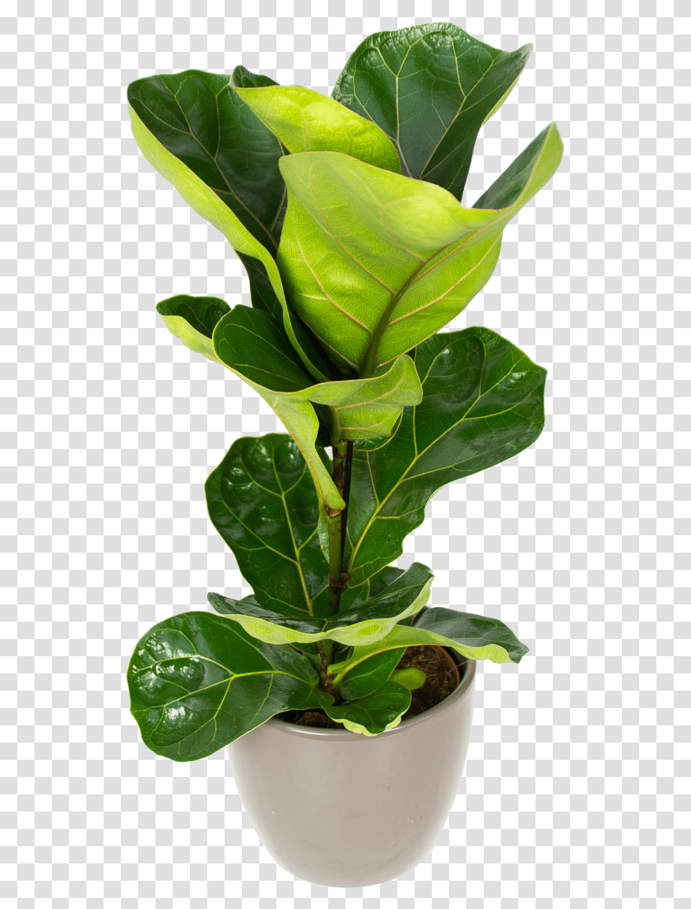 Ficus Lyrata Fiddle Leaf Fig Nz, Plant, Veins, Flower, Blossom Transparent Png