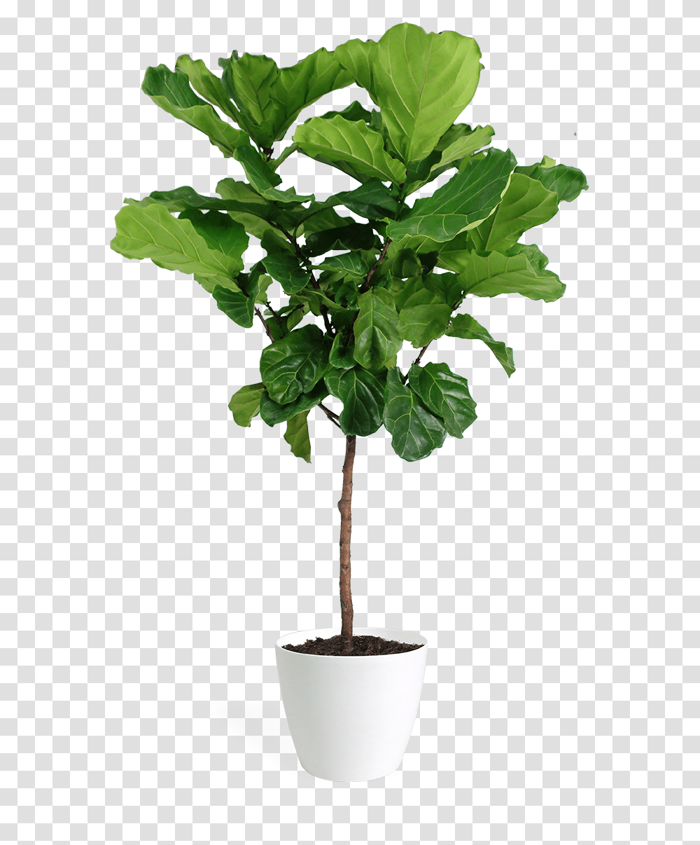 Ficus Lyrata Large Standard Fiddle Leaf Fig, Plant, Tree, Palm Tree, Arecaceae Transparent Png