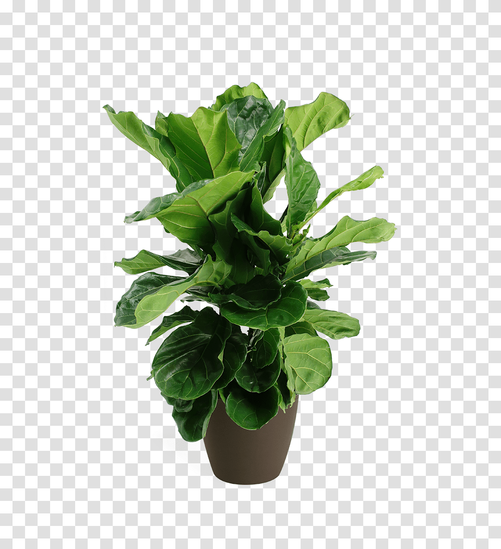 Ficus Lyrata Small Bush Fiddle Leaf Fig, Plant, Potted Plant, Vase, Jar Transparent Png