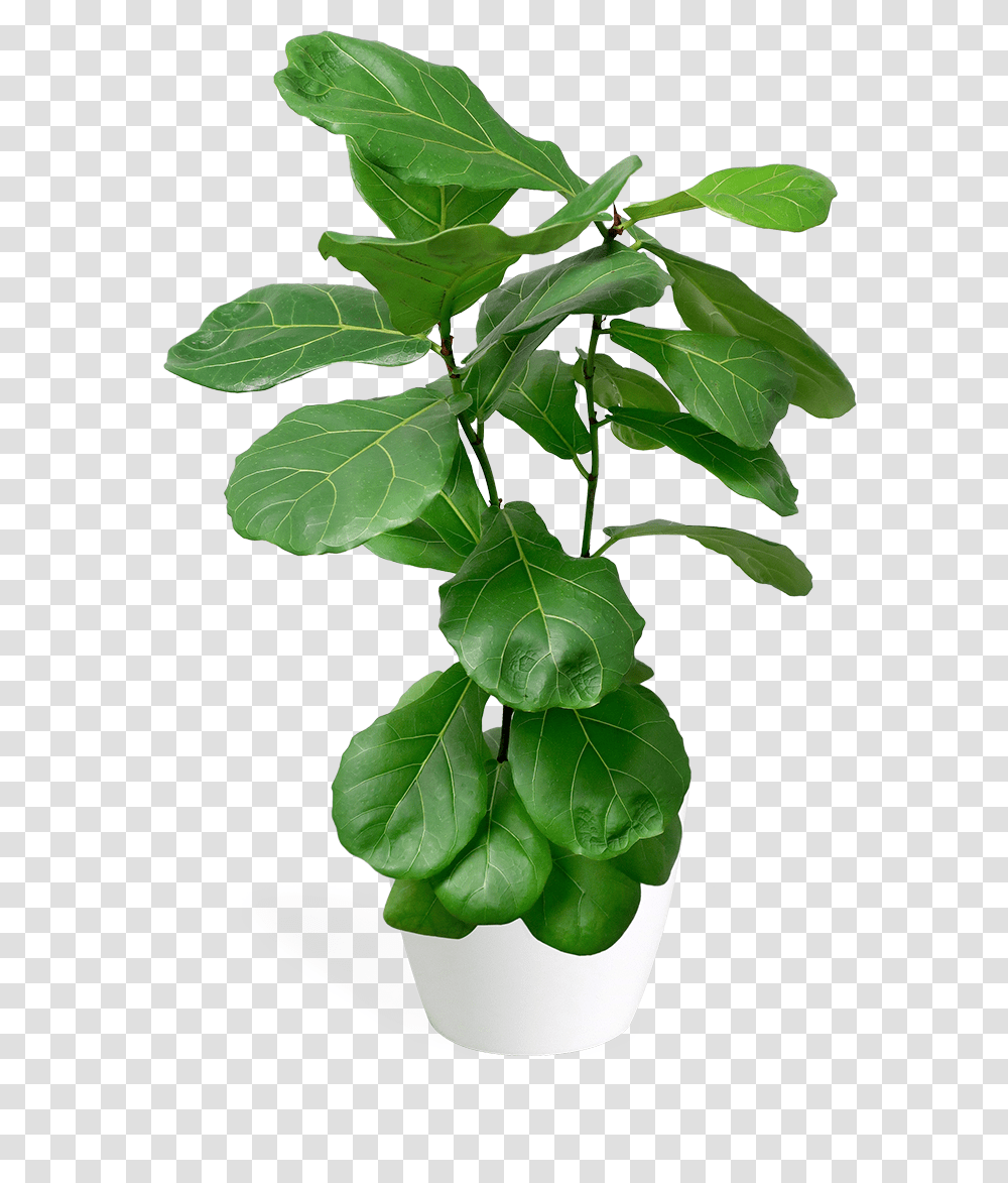 Ficus Lyrata X Small Bush Fiddle Leaf Fig, Spinach, Vegetable, Plant, Food Transparent Png