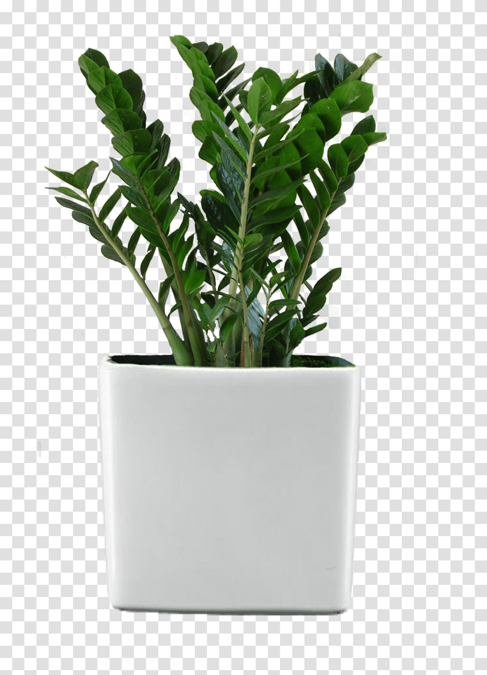 Ficus Retusa Houseplant Flower Garden Potted Plant Flower Potted Plant Background, Vase, Jar, Pottery, Planter Transparent Png