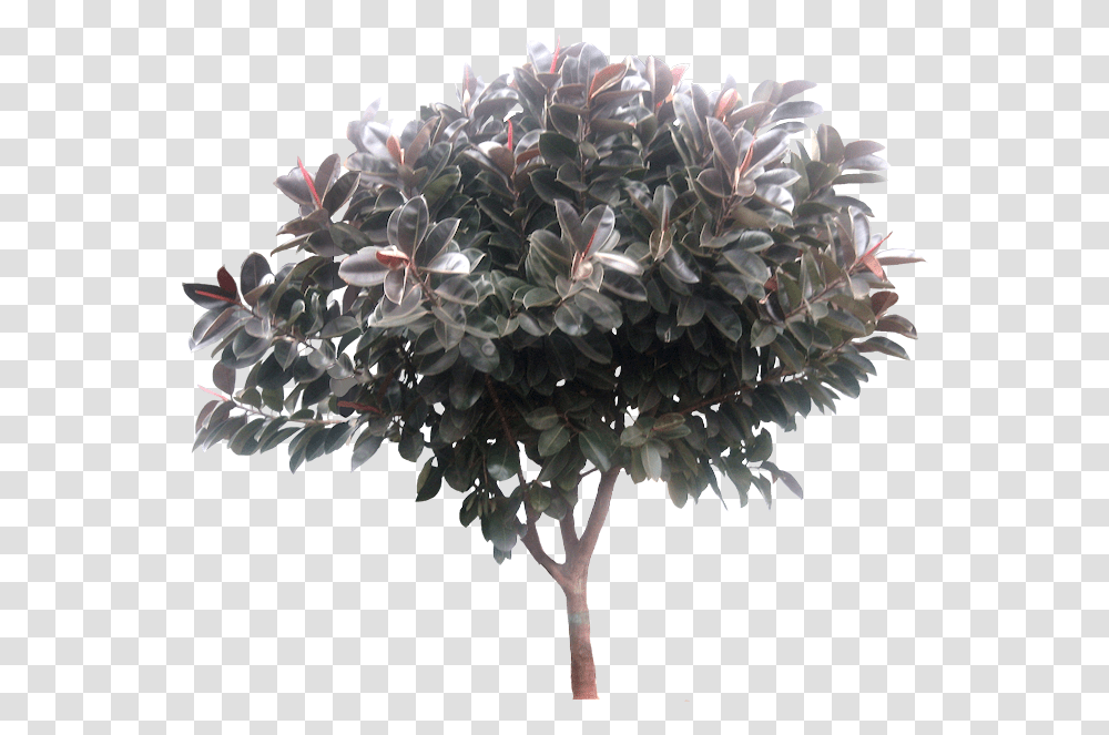 Ficus Tree Ficus Elastica Tree, Plant, Flower, Flower Arrangement, Flower Bouquet Transparent Png