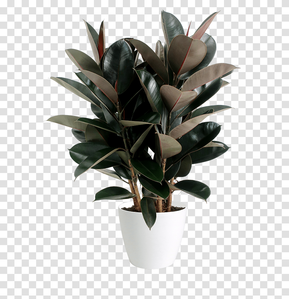 Ficus Tree, Plant, Flower, Blossom, Flower Arrangement Transparent Png