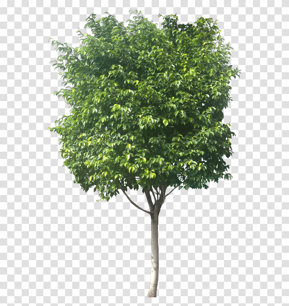 Ficus Tree, Plant, Maple, Oak Transparent Png
