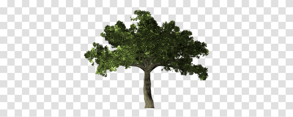 Ficus Tree Plant Microcarpa Banyan C Ficus Tree, Cross, Symbol, Oak, Sycamore Transparent Png