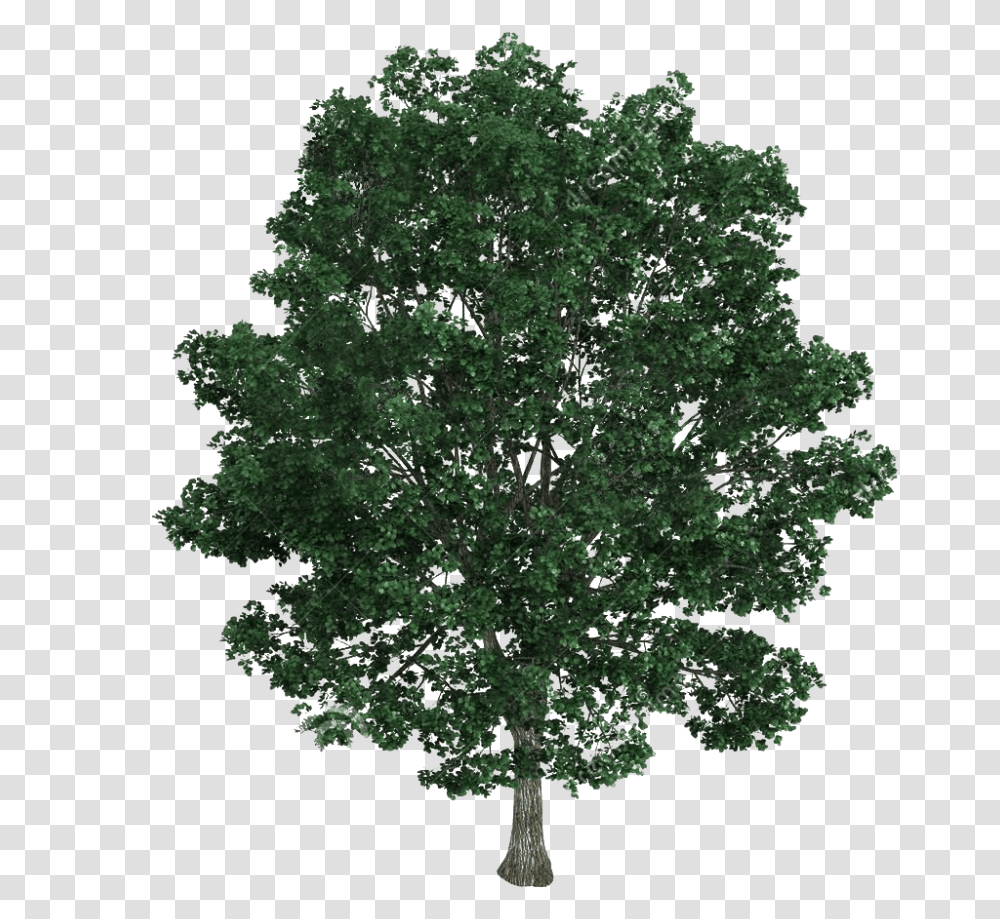 Ficus Tree Top View Tree Texture, Plant, Maple, Oak, Conifer Transparent Png
