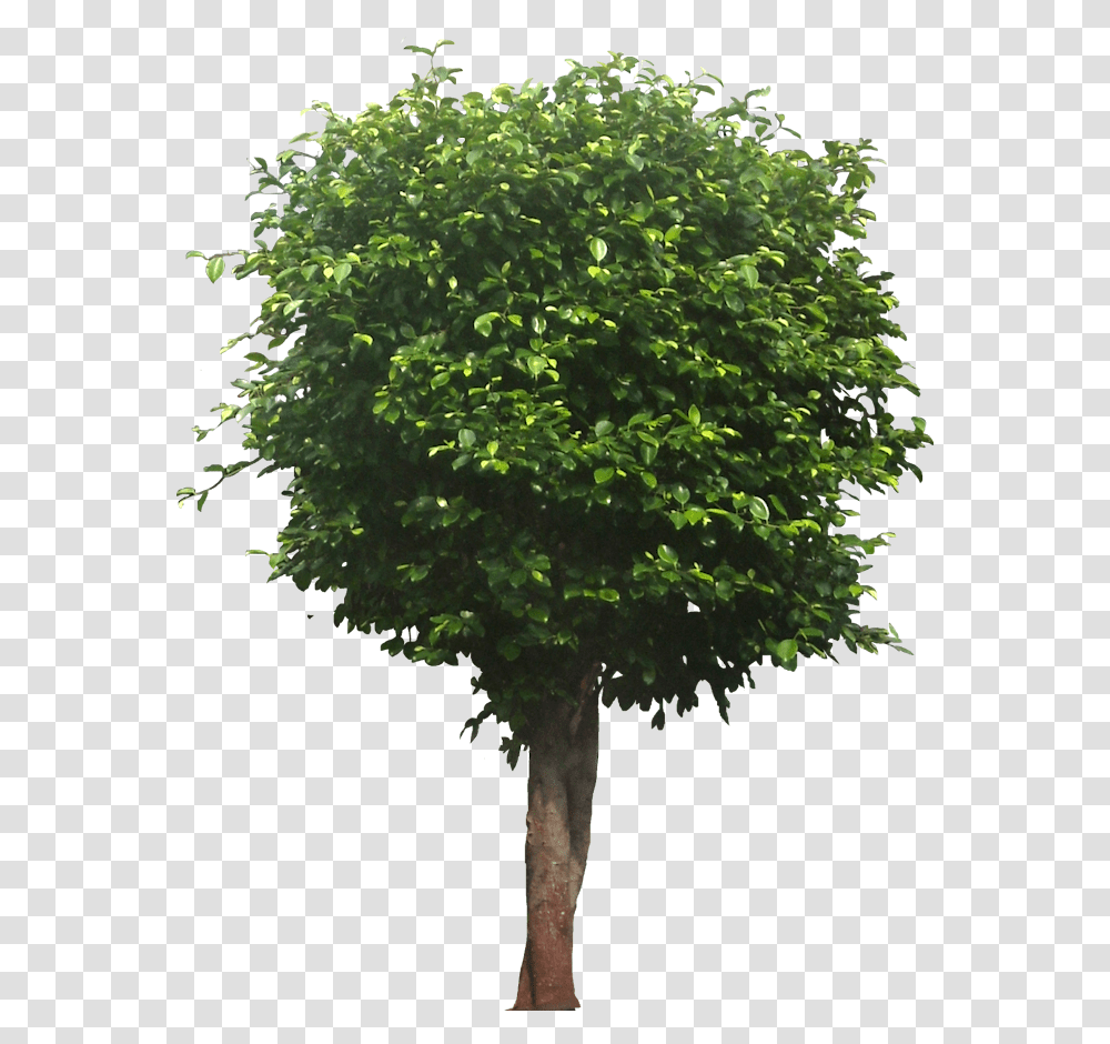 Ficus Tree Tree, Plant, Maple, Oak, Tree Trunk Transparent Png