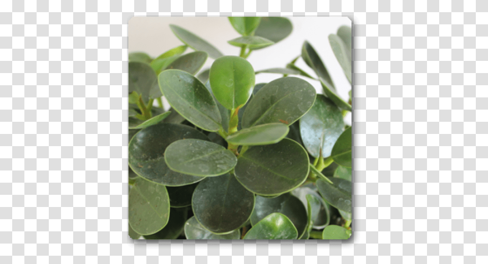 Ficus Varieties, Leaf, Plant, Annonaceae, Tree Transparent Png