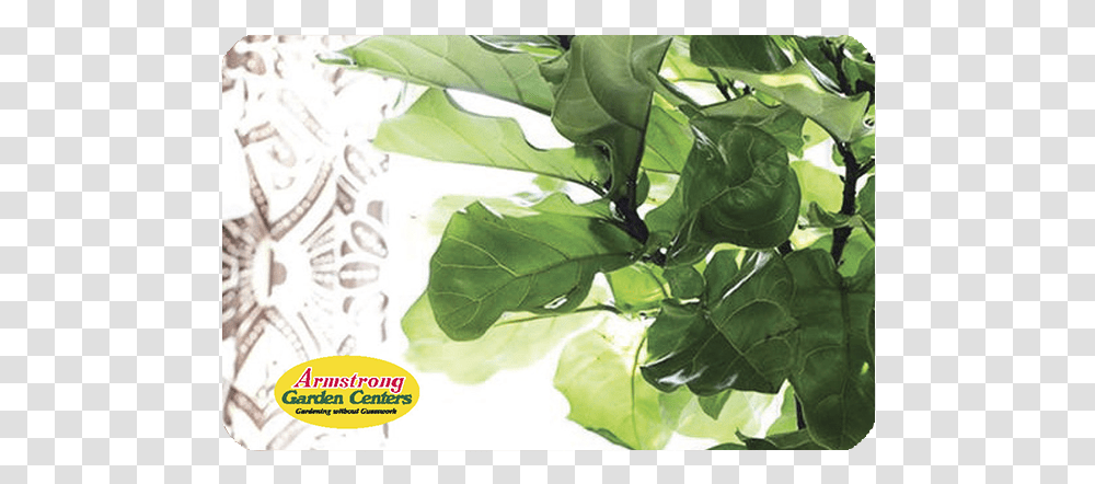 Fiddle Leaf Fig Gift Card Best Faux Fiddle Leaf Fig Tree, Plant, Food, Vegetable, Spinach Transparent Png