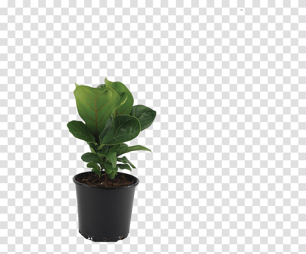 Fiddle Leaf Fig, Plant, Flower, Blossom, Pot Transparent Png