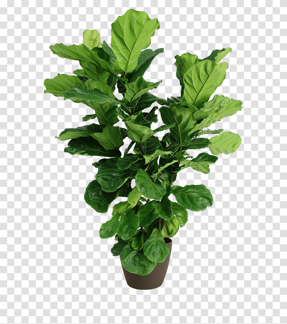 Fiddle Leaf Fig, Plant, Spinach, Vegetable, Food Transparent Png