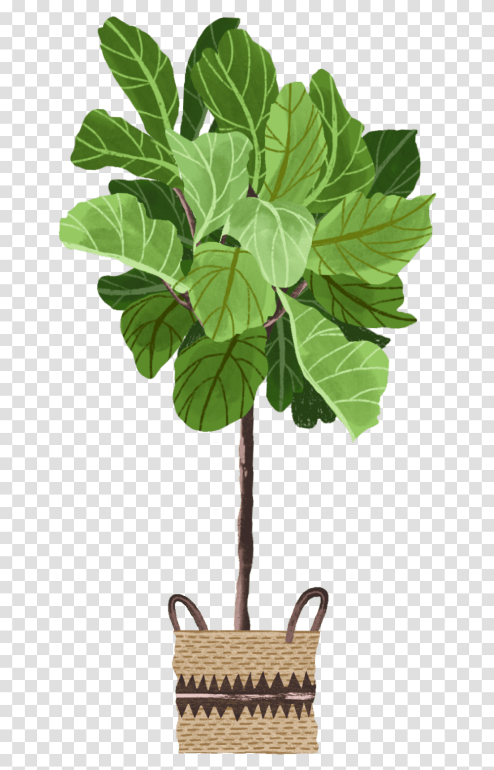 Fiddle Leaf Fig Storage Basket, Plant, Tree, Veins, Flower Transparent Png