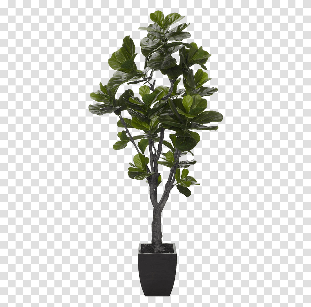 Fiddle Leaf Fig Tree Download Fiddle Leaf Fig Fake, Plant, Flower, Geranium, Vegetation Transparent Png